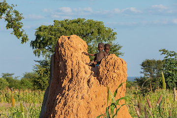 Image showing Himba boys, indigenous namibian ethnic people, Africa