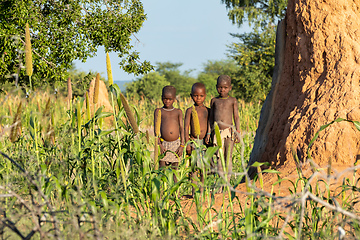 Image showing Himba boys, indigenous namibian ethnic people, Africa