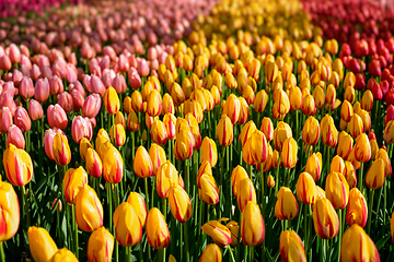 Image showing Blooming tulips flowerbed in Keukenhof flower garden, Netherland