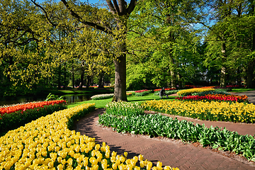 Image showing Blooming tulips flowerbeds in Keukenhof flower garden, Netherlan