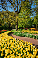 Image showing Blooming tulips flowerbeds in Keukenhof flower garden, Netherlan