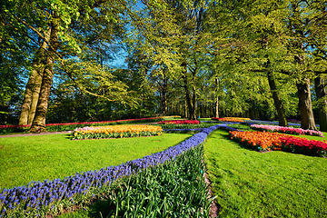 Image showing Blooming tulips flowerbeds in Keukenhof flower garden, Netherlan