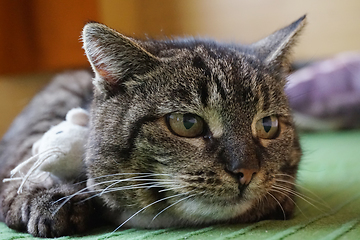 Image showing cat and mouse toy