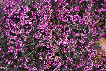 Image showing violet heather flowers