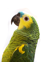 Image showing green parrot isolated