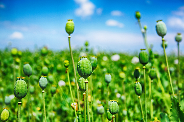 Image showing autumn poppy heads field 