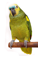 Image showing green parrot isolated