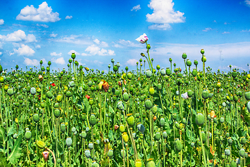 Image showing autumn poppy heads field 