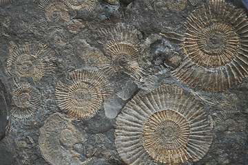 Image showing ammonites fossil texture  