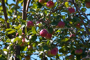 Image showing Apples on the tree