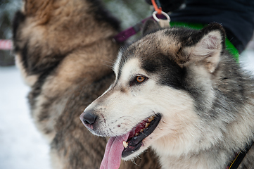 Image showing Alaskan Malamute dog
