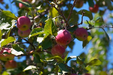 Image showing Apples on the tree