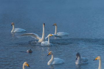 Image showing Fighting white whooping swans