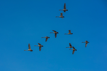 Image showing Beautiful white whooping swans