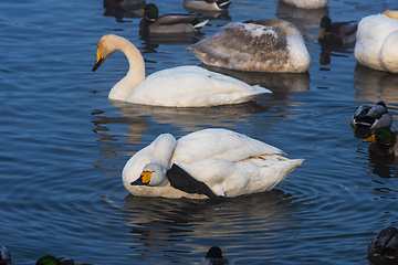 Image showing Beautiful white whooping swans