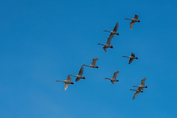 Image showing Beautiful white whooping swans