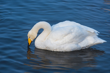 Image showing Beautiful white whooping swans