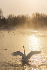 Image showing Beautiful white whooping swan