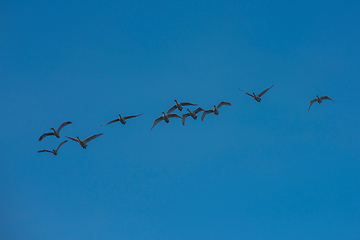 Image showing Beautiful white whooping swans