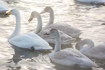 Image showing Beautiful white whooping swans