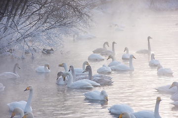 Image showing Beautiful white whooping swans