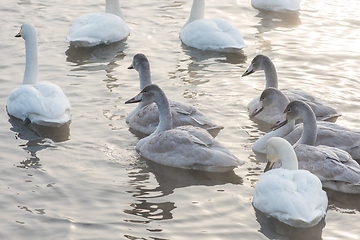 Image showing Beautiful white whooping swans