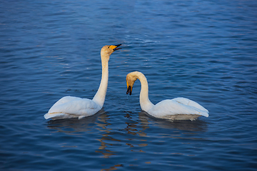 Image showing Beautiful white whooping swans