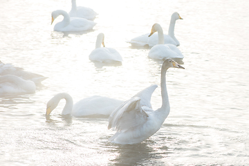 Image showing Beautiful white whooping swans