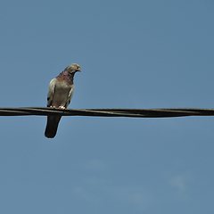 Image showing pigeon bird on a wire