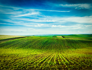 Image showing Rolling fields of Moravia