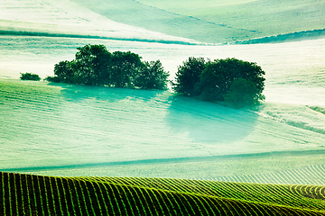 Image showing Moravian rolling fields in morning mist