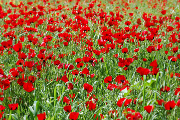 Image showing poppy flowers in springtime