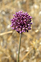 Image showing purple allium plant