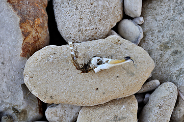 Image showing seabird skull at stone beach