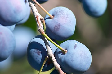 Image showing Plums