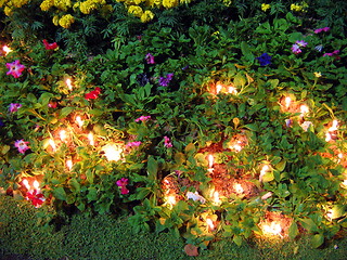 Image showing Flower lights. Chiang Mai. Thailand