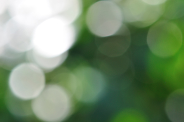 Image showing light shining on tree leaves