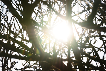 Image showing sunny day abstract tree branches