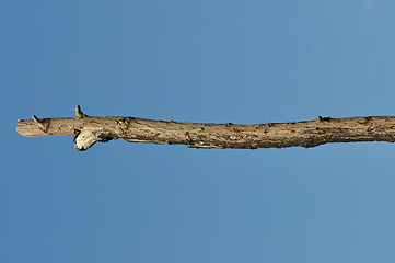 Image showing wooden stick tree branch detail