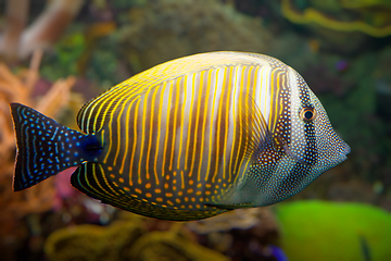 Image showing Tropical coral fish