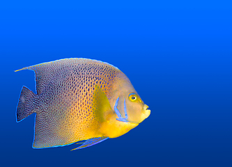 Image showing Tropical coral fish angelfish