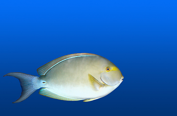 Image showing Fish in aquarium