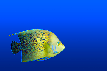 Image showing Angelfish in aquarium isolated