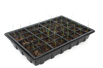 Image showing Seed Tray with Baby Leek Seedling Plants