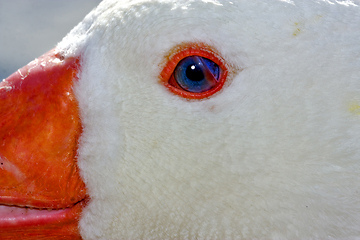 Image showing white duck whit blue eye in argentina