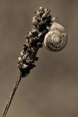 Image showing   phyla minori on a flower