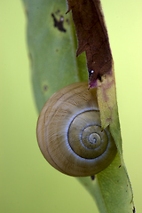 Image showing  brown snail gastropoda  phyla minori 
