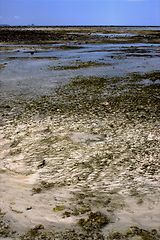 Image showing  seaweed beach sky