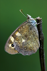 Image showing side of wild brown grey orange butterfly  on a branch 