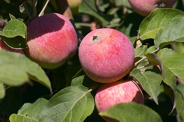 Image showing Red Apples